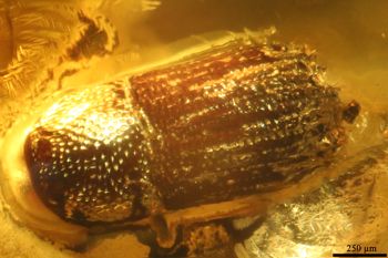Media type: image;   Entomology PALE-27771